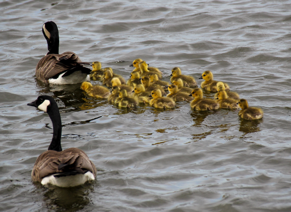 Canadain Geese on Lincoln Lake